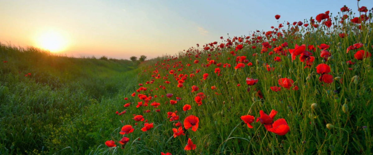 Ashes Memorials
